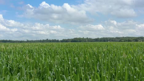 flying drone over corn field on sunny day with blue sky with clouds