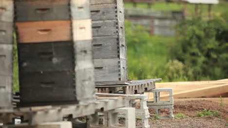 beekeeper boxes in a garden