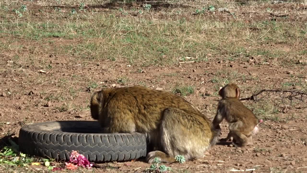 Macaco di Barberia con il suo cucciolo che cerca cibo in un vecchio pneumatico.