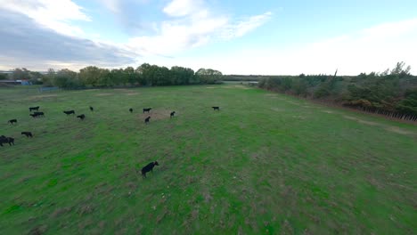 Rebaño-De-Ganado-Pastando-Pacíficamente-En-La-Extensión-Abierta-Del-Campo