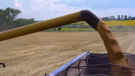 a combine harvester unloads fresh wheat grains into a tractor after harvesting wheat crops fields during the summer in ukraine