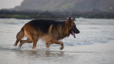 A-young-German-shepherd-dog-walking-and-running-out-side-the-water-on-beach-and-playing-on-beach