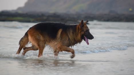 Un-Joven-Perro-Pastor-Alemán-Caminando-Y-Corriendo-Fuera-Del-Agua-En-La-Playa-Y-Jugando-En-La-Playa