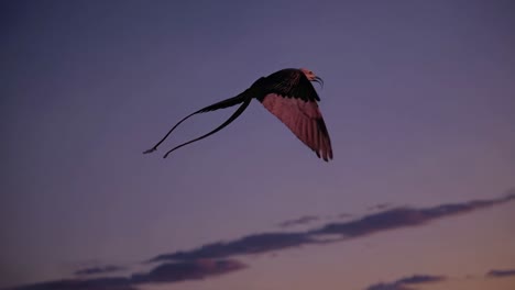 long-tailed bird in flight at sunset/sunrise