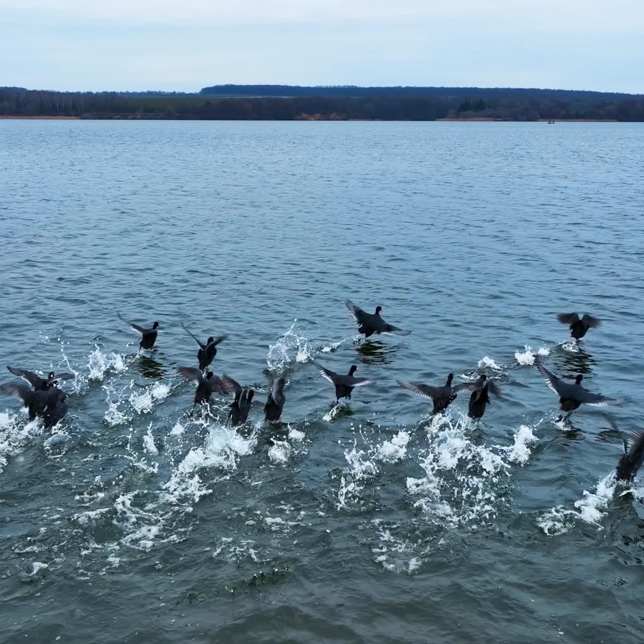 Black birds rising together into the air. Drone shot following the ducks. White splashes of water appearing on the surface