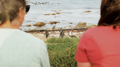 two ladies on coastline watching cape penguins on beach, south africa