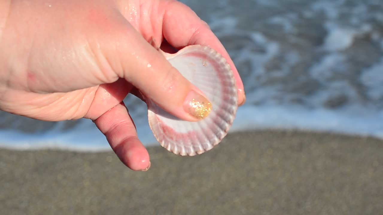 Sea cockleshell in a hand. Beach. Shooting on the beach