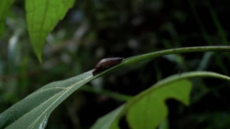 caracol bebé en la hoja en medio del bosque
