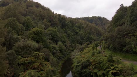 aerial ascending dolly-in within a lush, dense rainforest with palm trees in manawatu-whanganui, new zealand