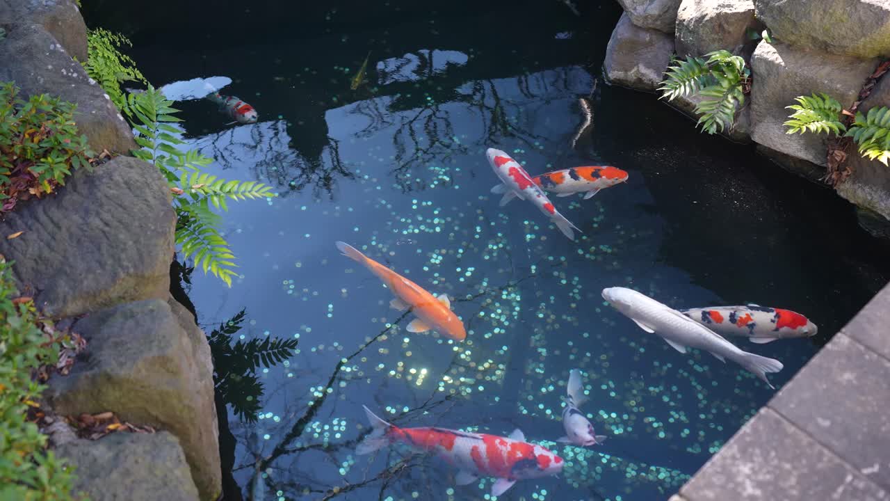 Colorful Fish Swimming in Pond at Sensoji Buddhist Temple, Tokyo, Japan