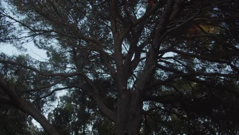 un árbol hermoso y alto, inclinado hacia arriba.