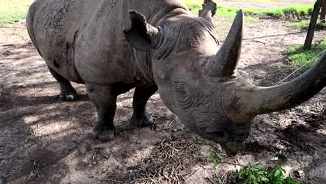 Zugluft-Und-Verletztes-Spitzmaulnashorn,-Das-Hinter-Dem-Zaun-In-Ol-Pejeta,-Kenia,-Isst