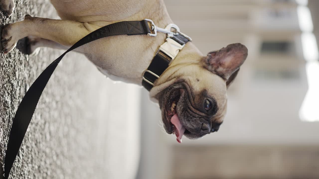 Vertical: closeup of French Bulldog sitting on lead in urban city street, sunny day