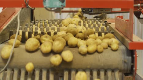 the potatoes moving on the conveyor belt are cleaned and sorted.