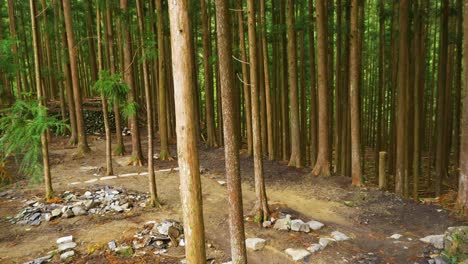 Pan,-Steinruinen-Inmitten-Eines-Kiefernwaldes,-Kumano-Kodo