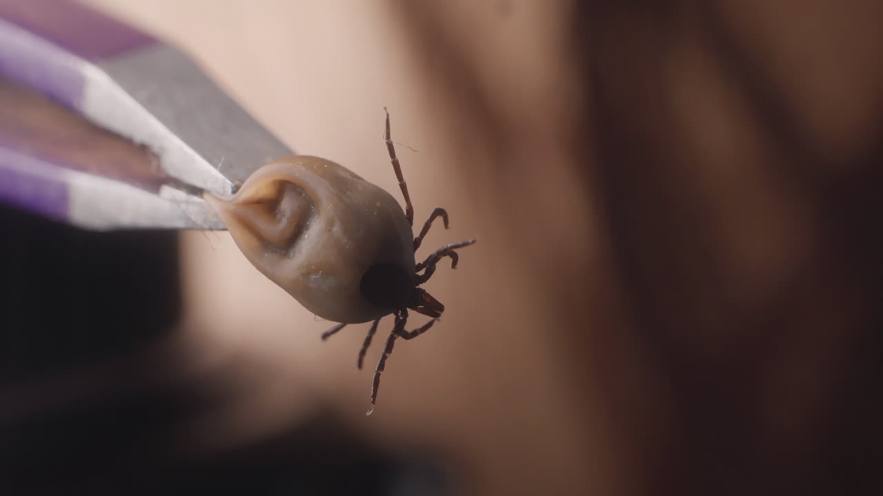 Moving Tick in lab, macro high detail 4k, unidentifiable blurry victim in the background