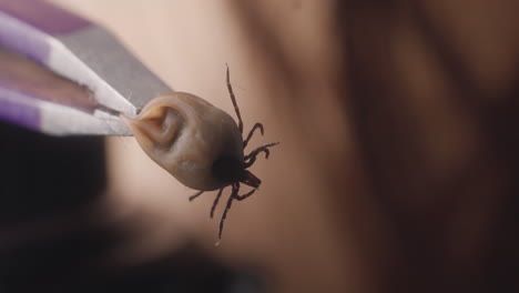 moving tick in lab, macro high detail 4k, unidentifiable blurry victim in the background