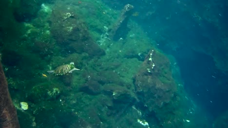 Unterwasseraufnahme-Einer-Schildkröte,-Die-In-Cenote-Schwimmt