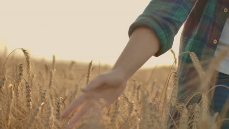 Young-woman-farmer-in-wheat-field-on-sunset-background.-A-girl-plucks-wheat-spikes-then-uses-a-tablet.-The-farmer-is-preparing-to-harvest