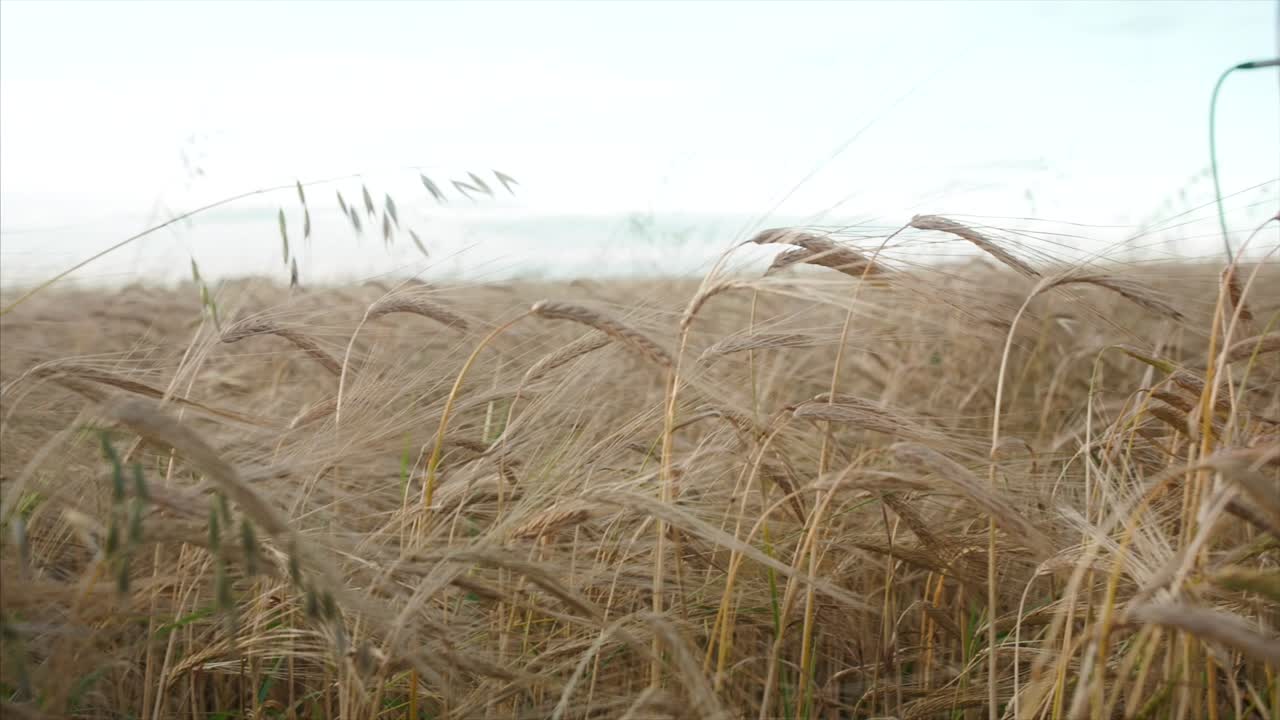 Campo de trigo dorado