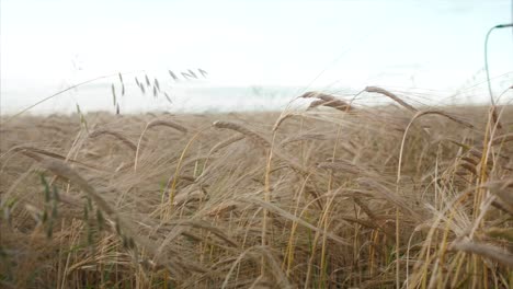 el campo de trigo dorado
