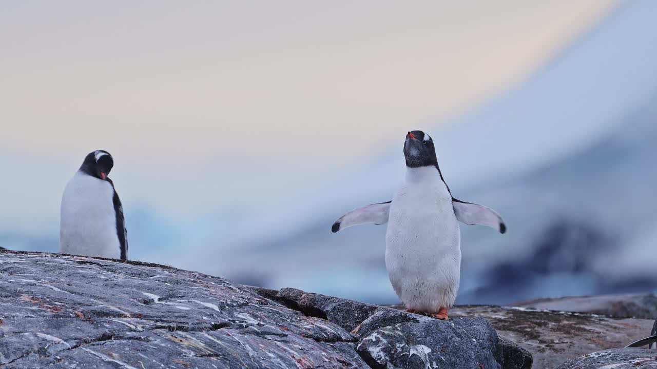 pingüino al amanecer en las rocas de la antártida, pingüinos gentoo vida silvestre y animales de la península antártica con cielo de puesta de sol naranja en hermoso ángulo bajo bonito tiro en vacaciones de animales y naturaleza