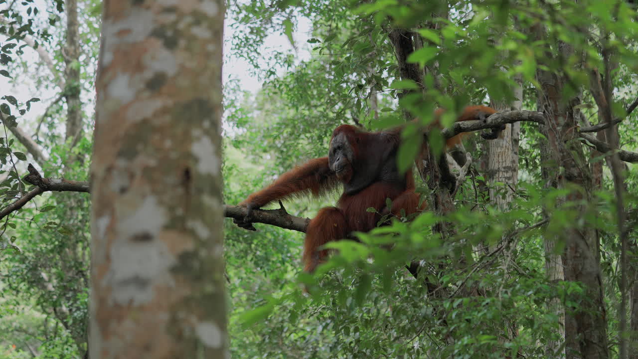 Orangutan in a Tropical Forest