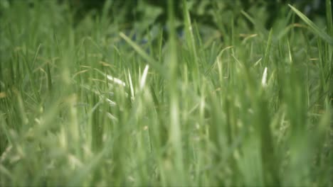 l'herbe verte fraîche sur la forêt