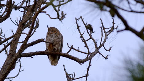 great horned owl sitting on an oak brach