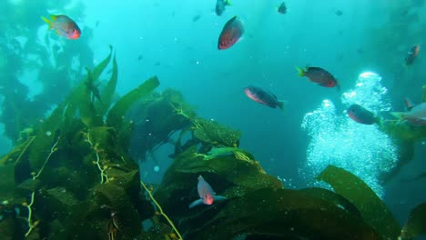 a colossal and mysterious kelp forest shelters the ocean's wealth of life