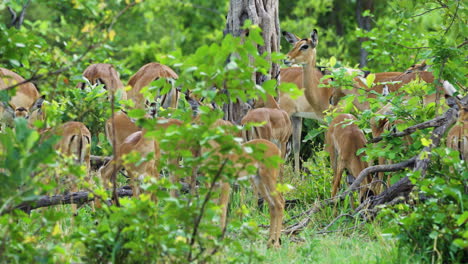 Beautiful-Dwarf-Antelope-Steenboks-In-The-Bush-Of-Moremi,-Botswana