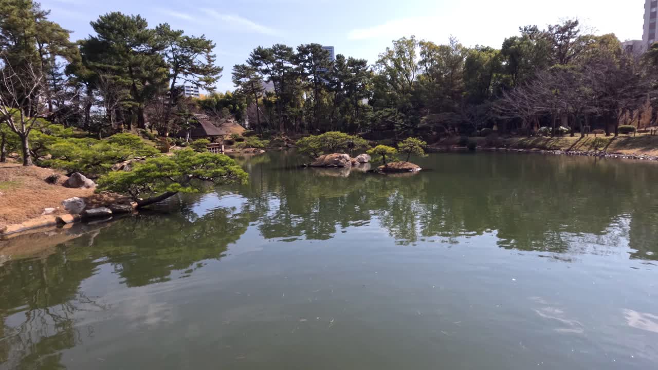 Colorful koi fish glide through tranquil waters