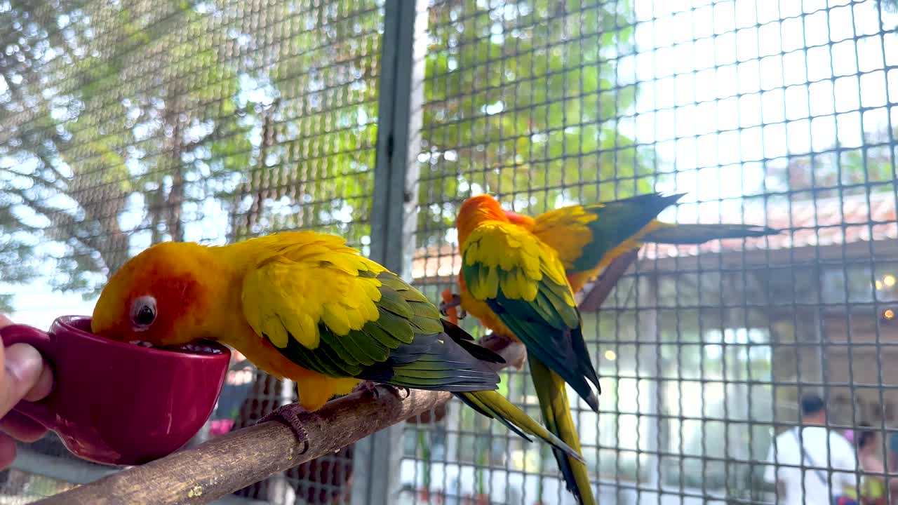 loros siendo alimentados en un mercado flotante