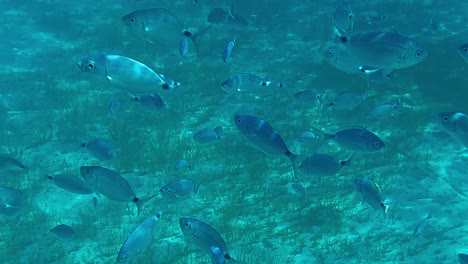 underwater slow-motion view of group of small fish undersea in turquoise water in favignana, sicily in italy