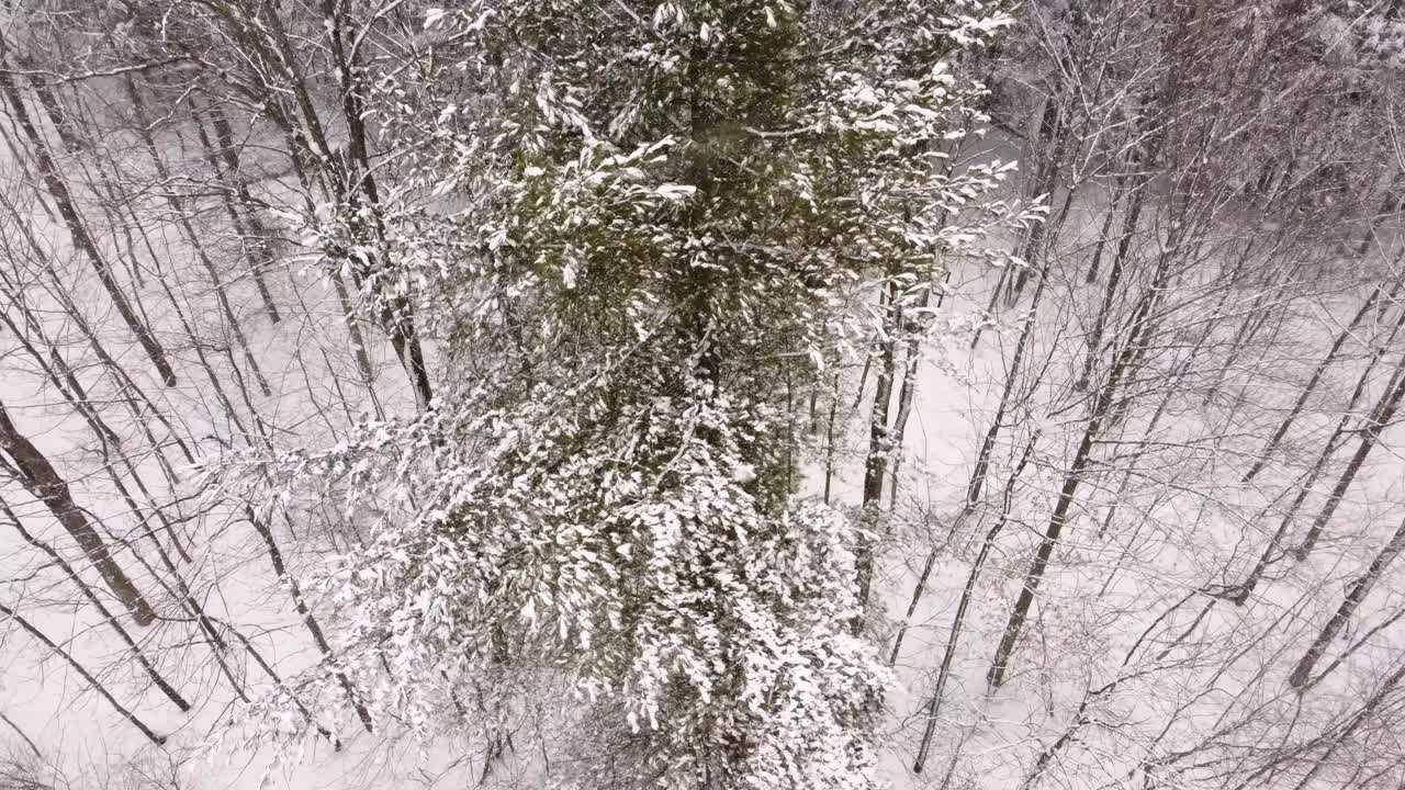 Snow covered tree canopy winter snowfall frozen nature outdoor woodland