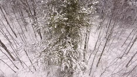 snow covered tree canopy winter snowfall frozen nature outdoor woodland
