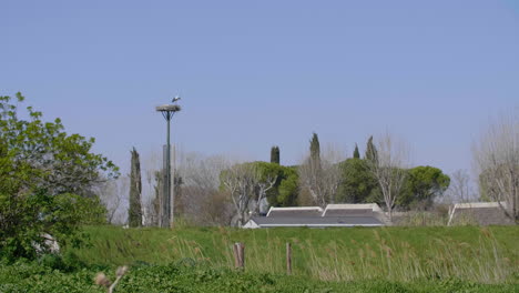 White-stoks-Ciconia-ciconia-close-to-residential-area-in-a-nest-Montpellier