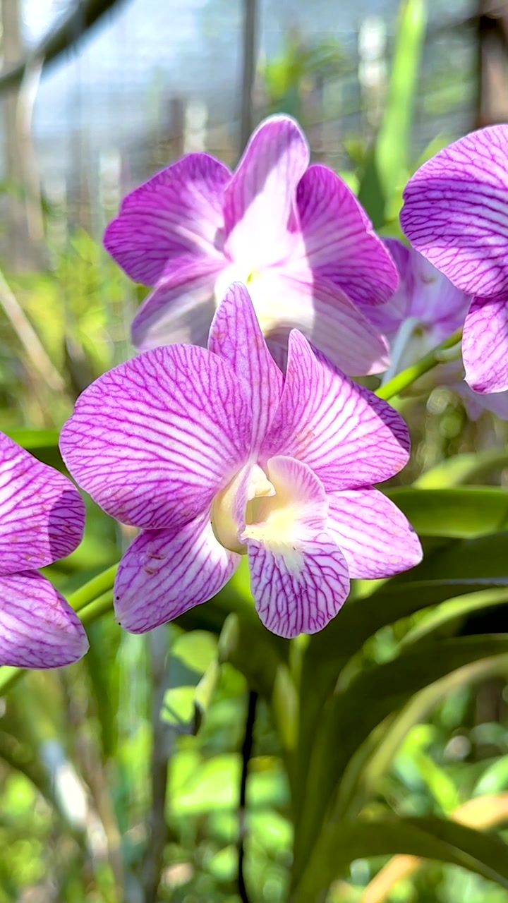 Orchidee a strisce viola vivaci fioriscono tra un lussureggiante fogliame verde in un ambiente soleggiato di serra tropicale
