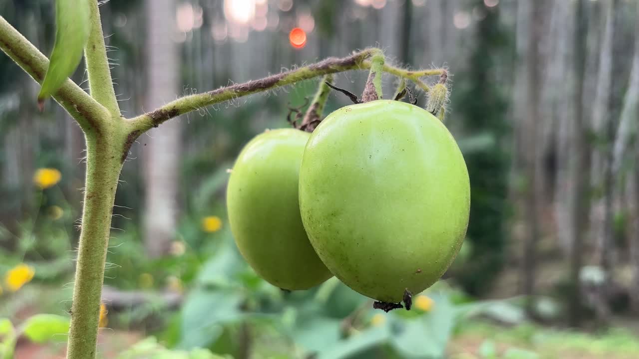 정원에서 자라는 익지 않은 토마토의 클로즈업  ⁇