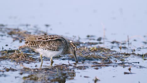 common snipe feeding eating worms closeup during spring migration flooded meadow wetlands