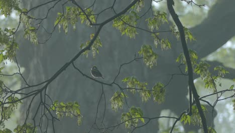 chestnut sided warbler bird perches on tree branch in misty day