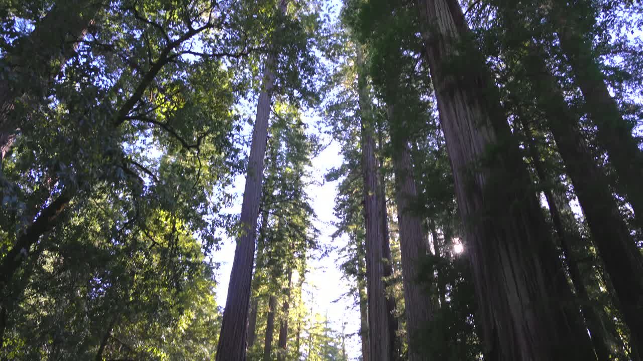 Foresta di sequoie nella California settentrionale