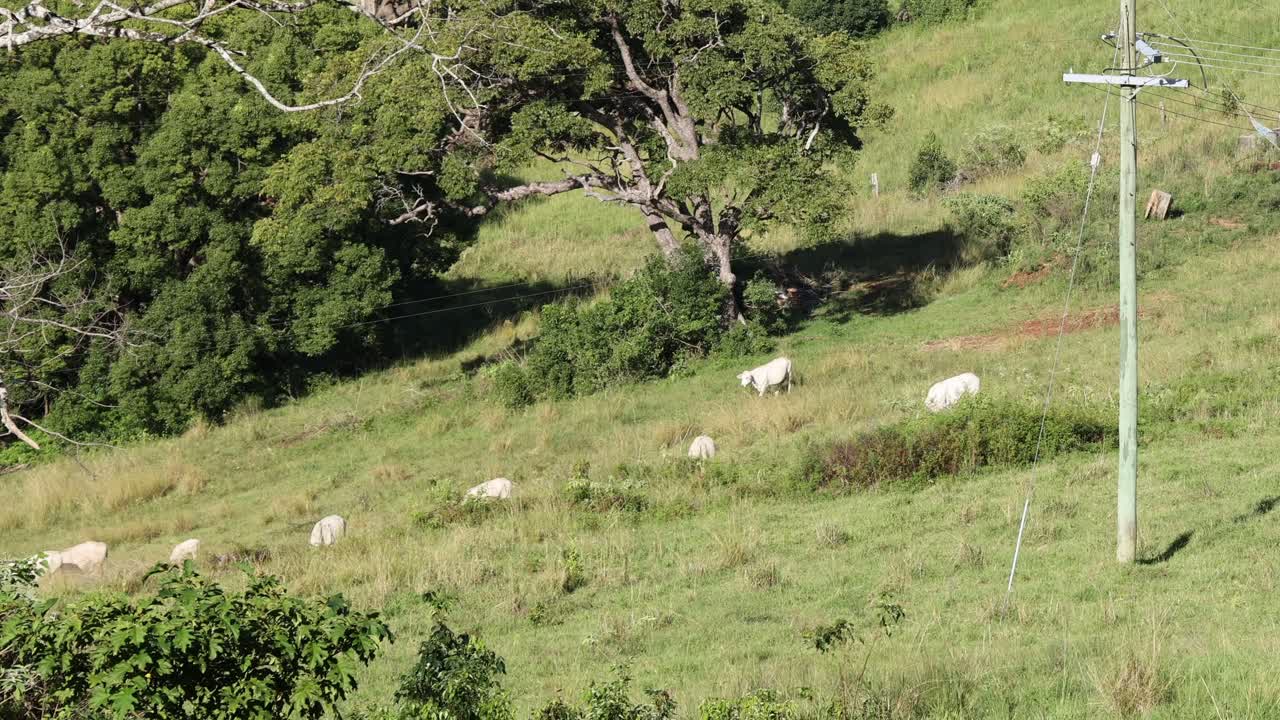 활기찬 초록색 풍경 에서 양 들 이 이동 하고 목초지 를 잡고 있다