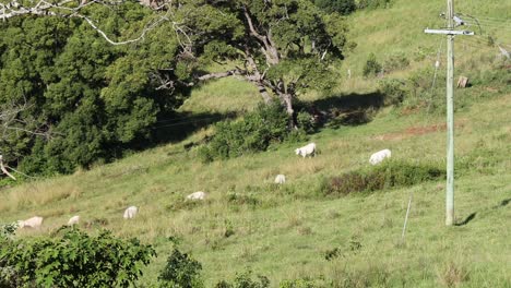 ovejas moviéndose y pastando en un vibrante paisaje verde