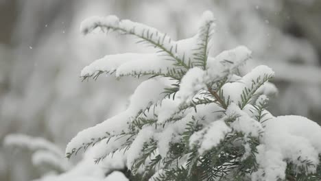 Die-Weichen-Grünen-Nadeln-Der-Kiefernzweige-Sind-Wunderschön-Mit-Leichtem-Ersten-Schnee-Bedeckt-Und-Schaffen-Eine-Heitere-Und-Bezaubernde-Szene