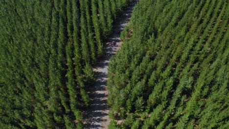 aerial view following quadbikes driving on a forest road, sunny day, in australia - tilt down, drone shot