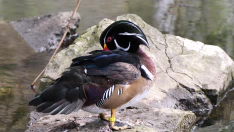 Cerca-De-Un-Hermoso-Pato-De-Madera-Sobre-Una-Roca-En-El-Lago-Limpiando-Y-Lavando-En-La-Naturaleza