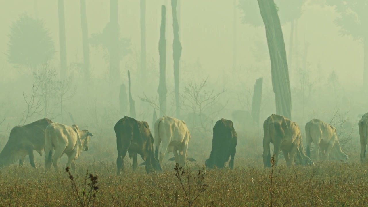 Cattle graze in a smoke-filled pasture beside a burned area in the southern Amazon rainforest, illustrating the impacts of wildfires, deforestation, and prolonged drought on landscapes and livestock i