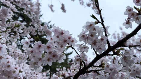 cherry blossoms blooming at hirosaki castle, vibrant pink petals in the spring breeze