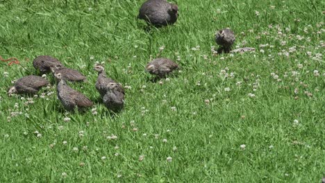 pollitos indígenas africanos en el jardín botánico nacional de kirstenbosch en ciudad del cabo, sudáfrica